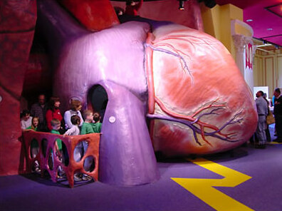 Franklin institute Giant Heart